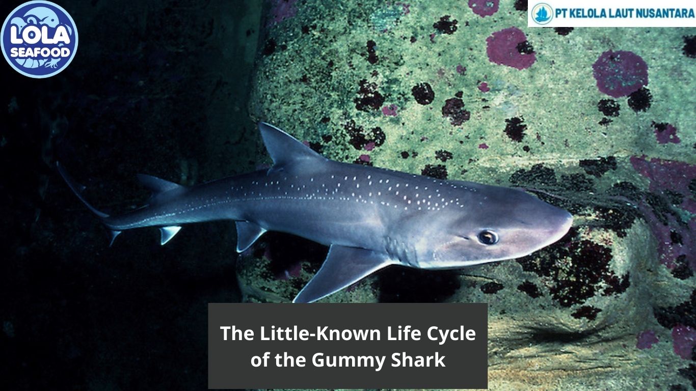 The Little-Known Life Cycle of the Gummy Shark